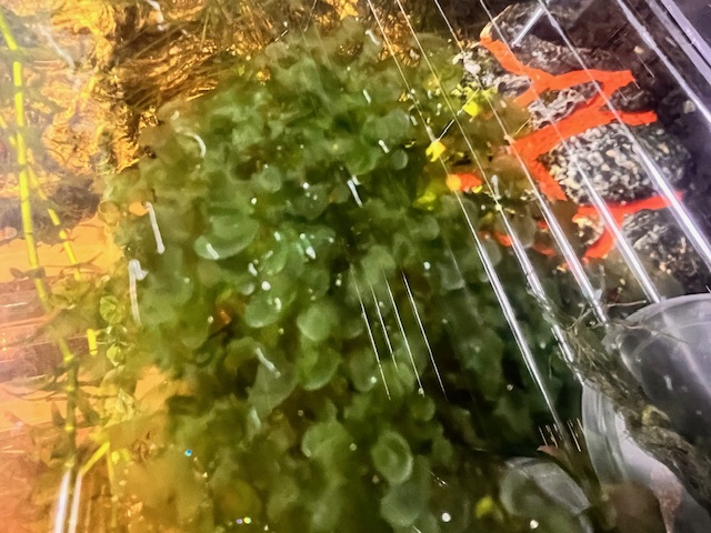 Blue Beta in planted Tank